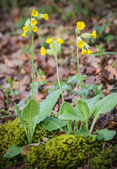 primevère ou coucou du printemps