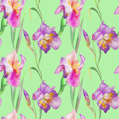 beautiful irises are blooming. Watercolor - 362049671