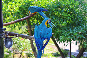 blue and yellow macaw
