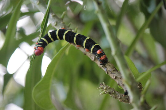 oruga de rayas
