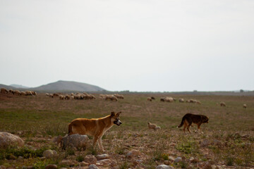 An image of herding dogs on an arid rural destination in Jordan. the grazing sheep herd, dogs are guarding are seen in the background.  They follow, guide and protect the sheep from a distance. 