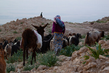 Close up photo of a slim girl in traditional dress and wearing headscarf as she brings the goat...