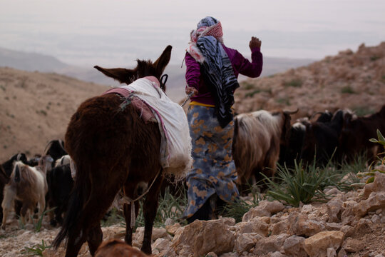Close up photo of a slim girl in traditional dress and wearing headscarf as she brings the goat herd to pasture through rough and rocky terrain. The goatherd is pulling a donkey with a chain.