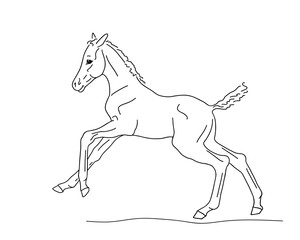 Cute colt frolics on the loose