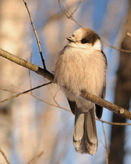Grey Jay Bird Stock Photo.   Grey Jay Bird perch winter season.