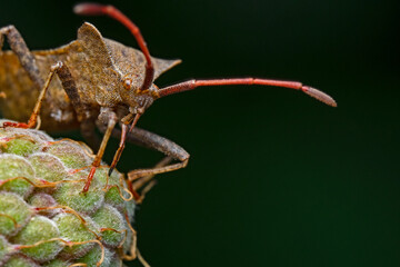 Bug on raspberry, Wanze auf Himbeere