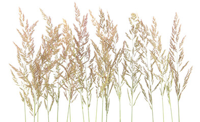 Fresh common bent grass Agrostis isolated on white background. Spikelet flowers wild meadow plants..