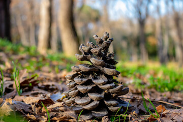 pine cones on the ground