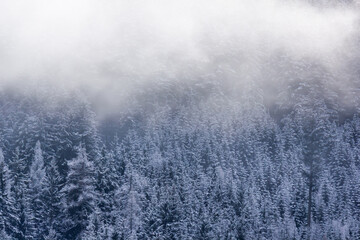 Misty mountain slope with trees covered in snow and clearing fog