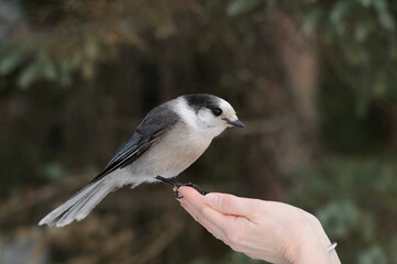 Grey Jay Bird Stock Photo.   Grey Jay Bird perched on a human hand with a bokeh background
