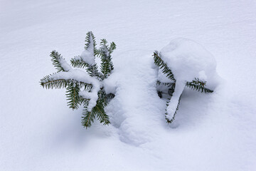 Small Norway Spruce (Picea Abies) covered in fresh snow