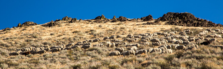 A flock of sheep is being moved from the high country near Ketchum, Idaho to a lower elevation for the winter.
