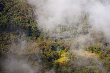 Morning View of the Forests in the Blue Mountains National Park (Australia)