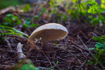 mushroom in the forest
