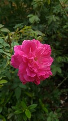 red rose flower with green leafs
