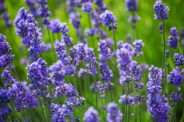 lavender flowers on a background of green grass