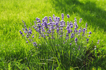 lavender flowers on a background of green field