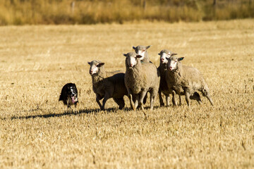 A border collie rounding up several sheep during competition (trials) at Hailey, Idaho