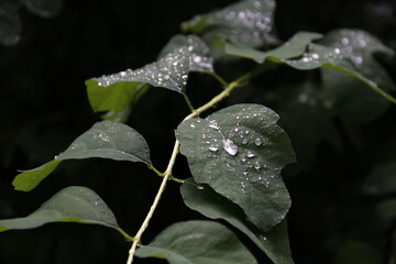 rain drops on a leaf