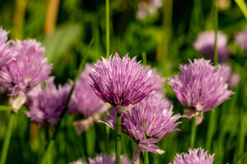 purple flowers in a meadow on a background of green grass