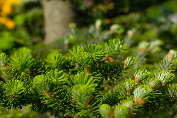 
young green spruce branches, needles