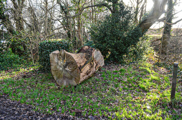 Tree Log