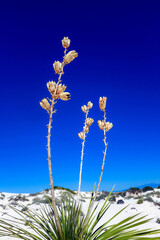 yucca plant on gypsum sand at White Sands National Park in the Chihuahuan Desert in New Mexico