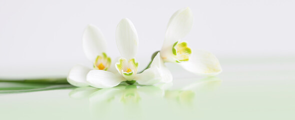 Spring snowdrop flower. Soft focus. Light long horizontal background.