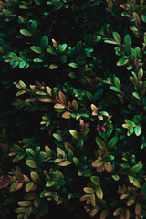 Fototapeta na wymiar Abstract green leaves texture
