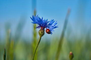  a Little bug on flower