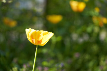 Yellow tulip on the left side of the picture, negative space, nice bokeh
