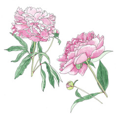 Background pink flowers peonies watercolor