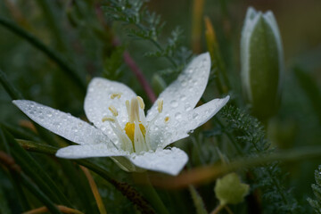 Star-of-Bethlehem flower with water droplets