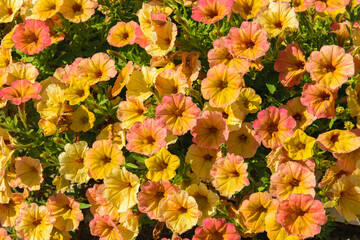 Background of orange little petunia - perfect for garden.