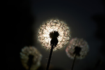 Dandelions backlit by the sun, dandelion silhouettes