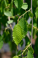 Weeping hornbeam