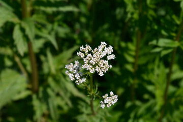 Common valerian