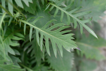 Single-flowered sawwort