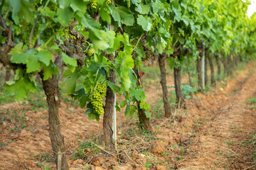 Fototapeta na wymiar a line of vines with hanging grapes ripening