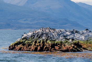 Imperial Shag (Phalacrocorax atriceps) in Ushuaia area, Land of Fire (Tierra del Fuego), Argentina
