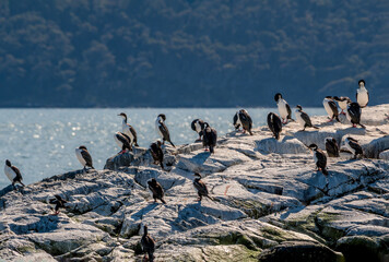 Imperial Shag (Phalacrocorax atriceps) in Ushuaia area, Land of Fire (Tierra del Fuego), Argentina
