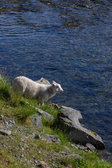 Obraz premium Sheep is grazed on the stony bank of the Barents sea in Northern Finnmark region, Norway