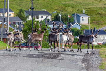 Reindeers blocked the highway near Skarsvag village, Finnmark, Norway