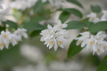 Fuzzy deutzia Plena