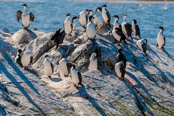 Imperial Shag (Phalacrocorax atriceps) in Ushuaia area, Land of Fire (Tierra del Fuego), Argentina