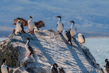 Imperial Shag (Phalacrocorax atriceps) in Ushuaia area, Land of Fire (Tierra del Fuego), Argentina