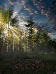 Sonnenuntergang im Wald