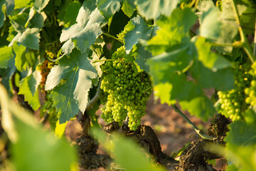 small grapes growing during early summer