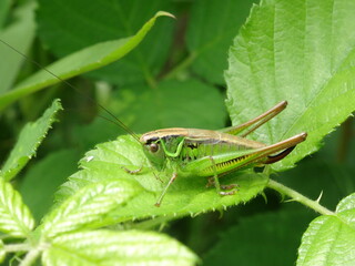 Roesel's bush-cricket (Metrioptera roeselii, female) on green leaf.