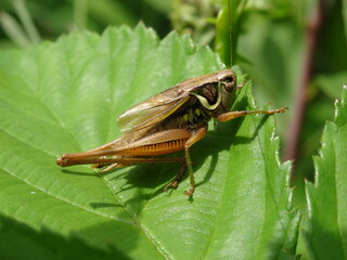 Roesel's bush-cricket (Metrioptera roeselii, male) on green leaf.